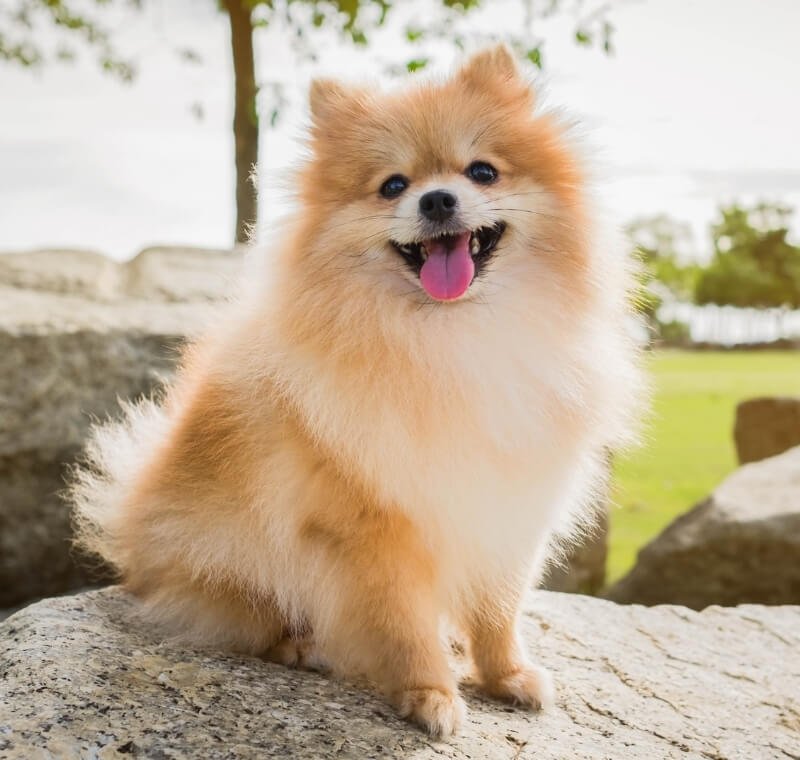 abvc dog the smile is on
