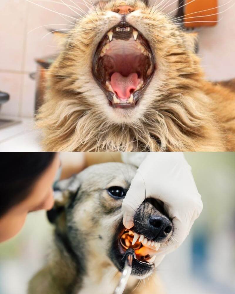 abvc checks pet dental oral cavity