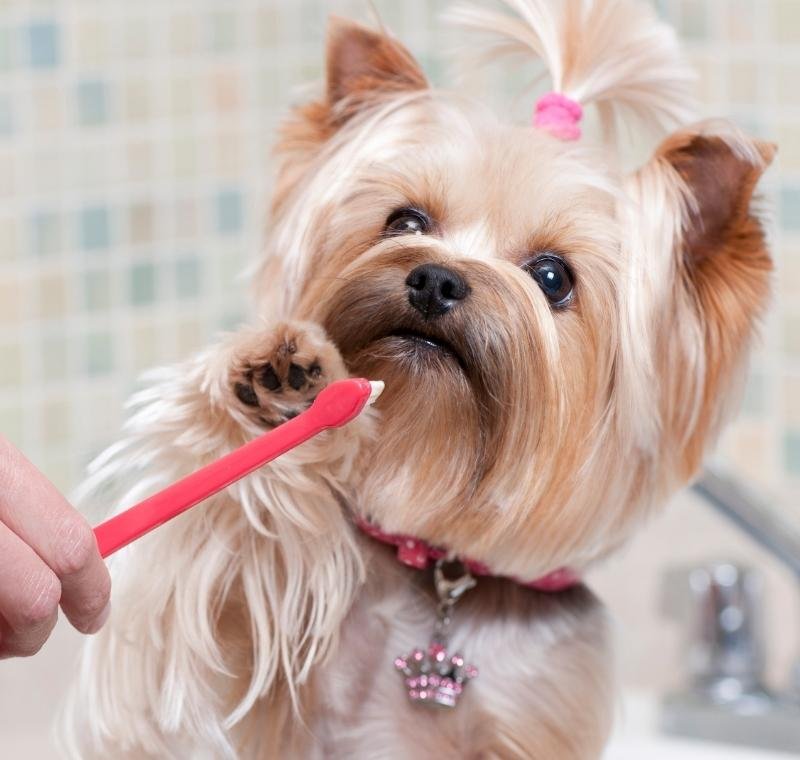 abvc on small dog brushing