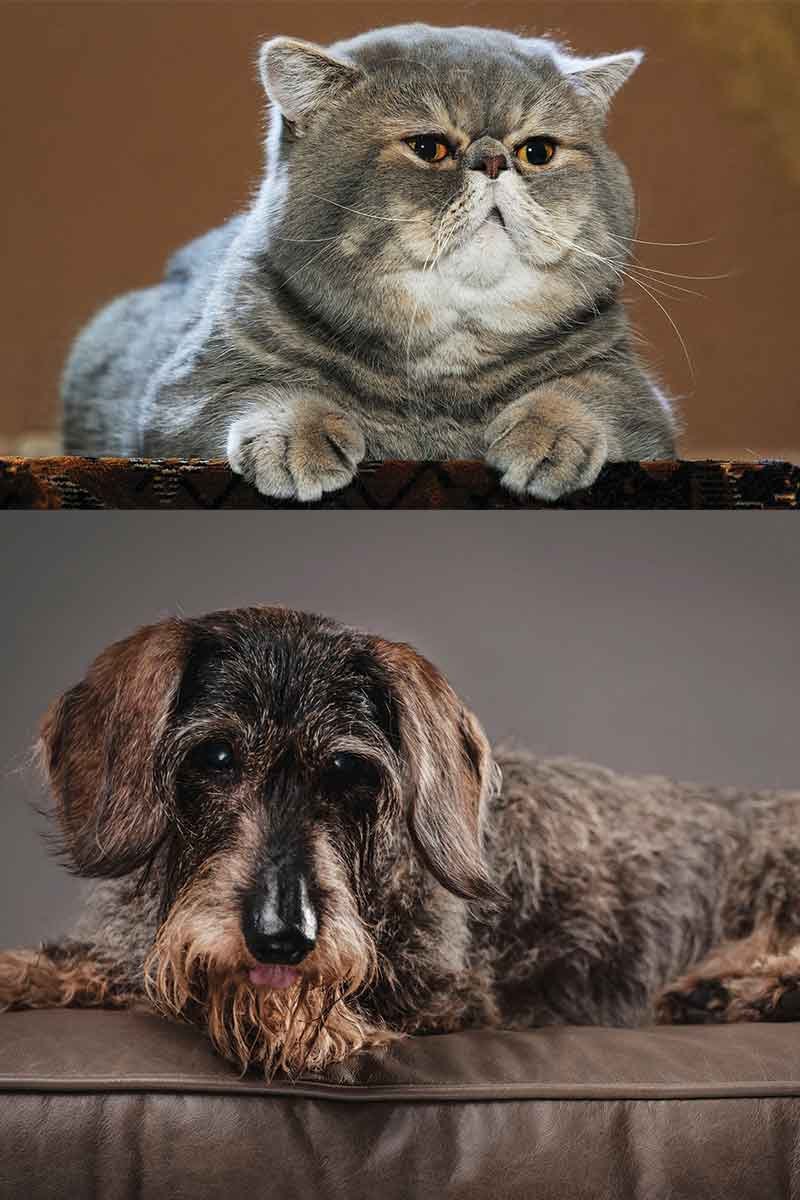 abvc on aged dogs and cats in best vet dubai