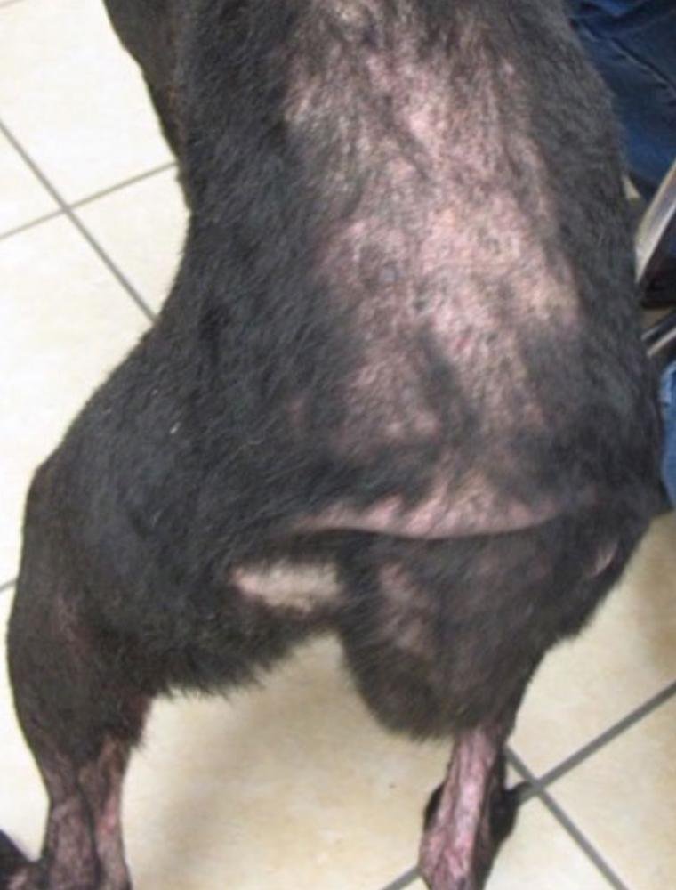 abvc treats dog dermatitis in dog hospital in dubai
