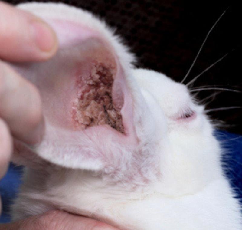 abvc checks rabbit ear mites in modern vet clinic Dubai