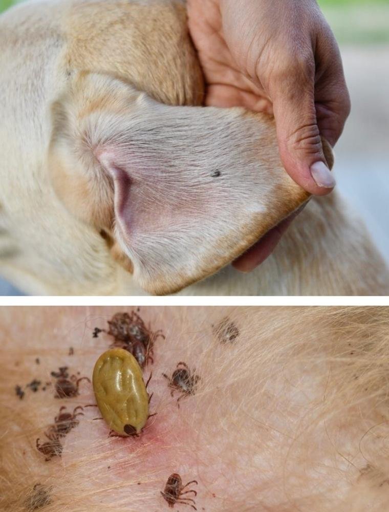 abvc checks dogs ear with ticks in vet clinic Dubai