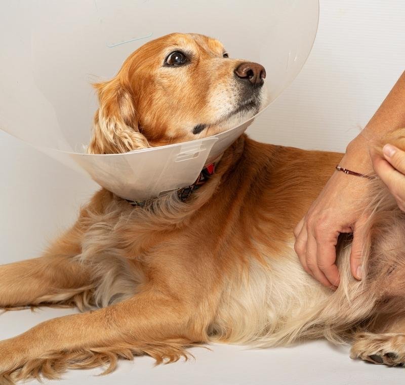 canine surgical recovery