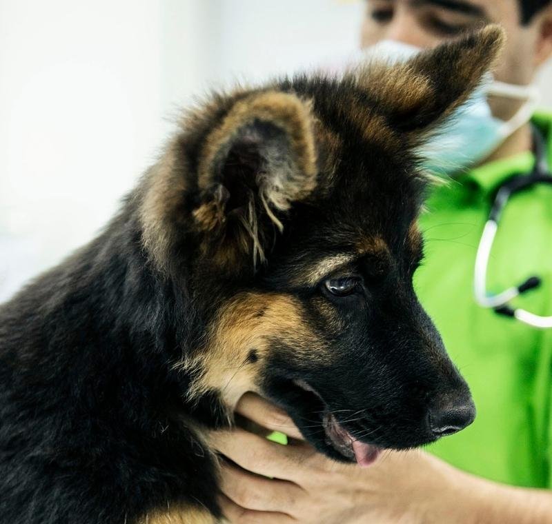 vaccinations for dog, abvc dog exams and vaccinations, professional veterinary clinic, vet in dubai
