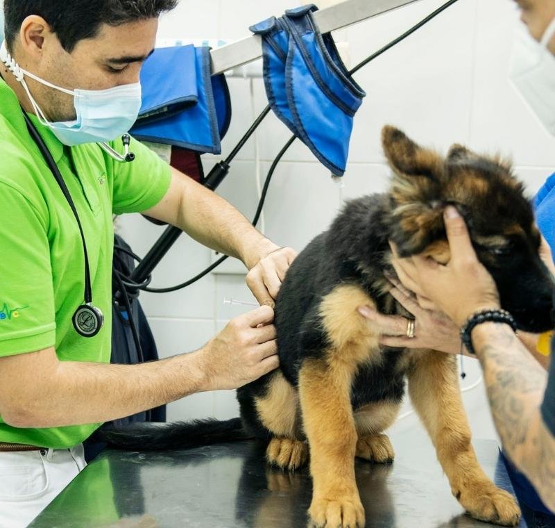 vaccinations for dog, abvc dog exams and vaccinations, professional veterinary clinic, vet in dubai