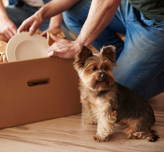 Pet Shipping Company