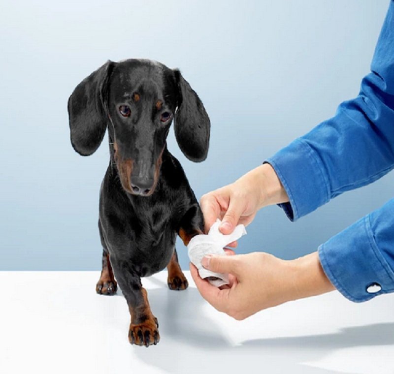 modern vet clinic