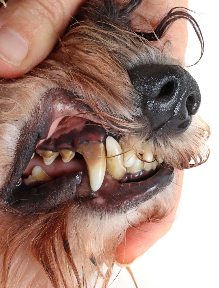 Dental Care for Pet