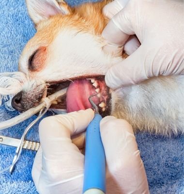 Dental Care for Pets