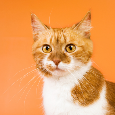 Discovering the World of Ginger Cats