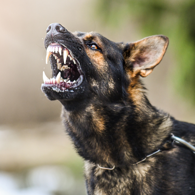 World Rabies Day