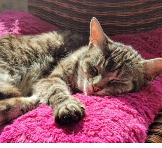 HOW TO TAKE CARE SENIOR CAT