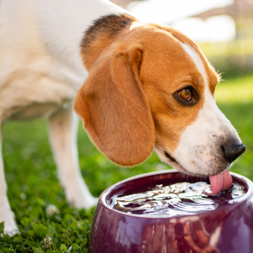 PET DIABETES MELLITUS