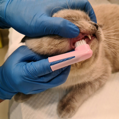 A Guide to Home Dental Care for Pets