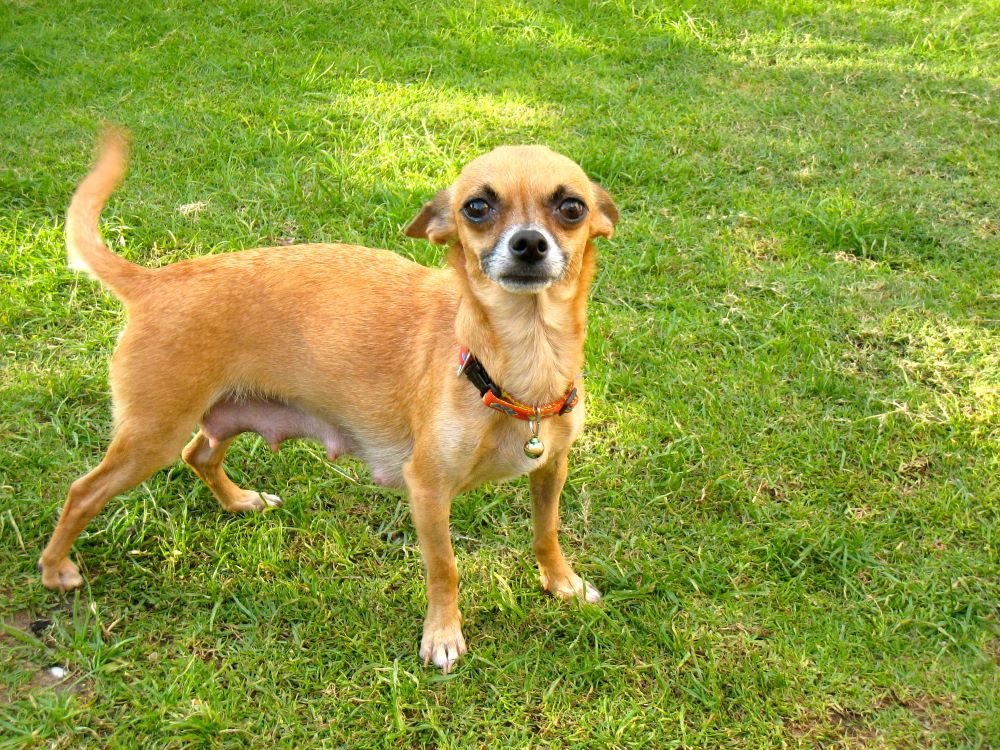 Al Barsha Veterinary