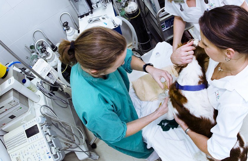 What to Look for in a Qualified Veterinarian for TPLO Surgery