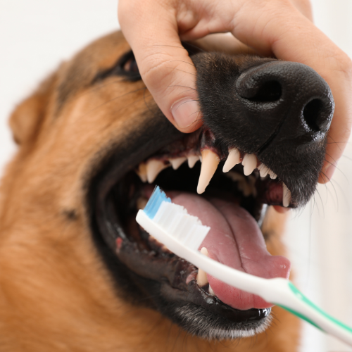 ABVC How to Brush Your Dog Teeth