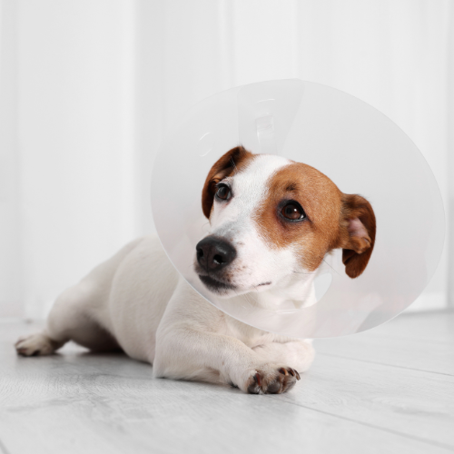 How Do I Prepare My Dog for Surgery?