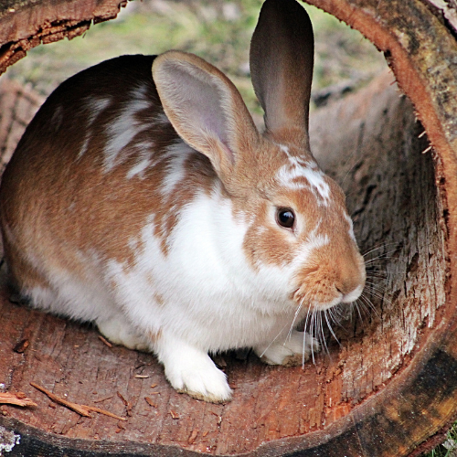 The Importance of Veterinary Care for Rabbits