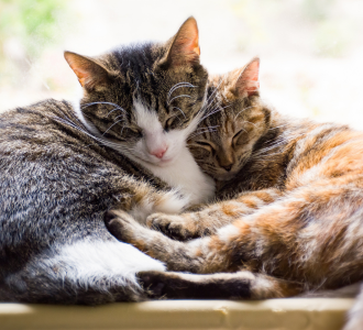 Taking Care of Your Elderly Pet: A Manual to Improve Lifespan