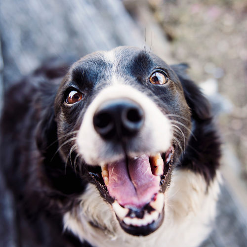 Keep Your Dog Safe: 5 Ways to Protect Your Dog