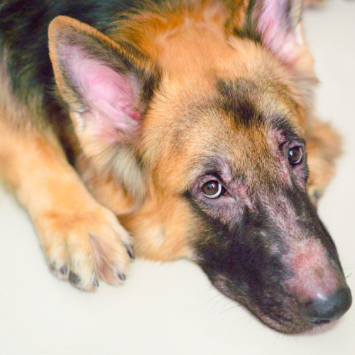 Understanding Pet Allergies