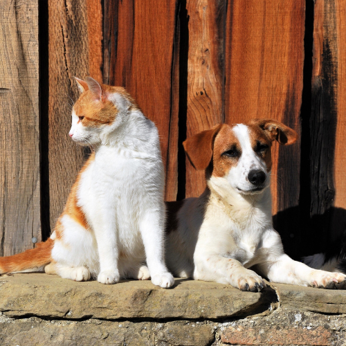Protecting your Pets in Extreme Summer Heat