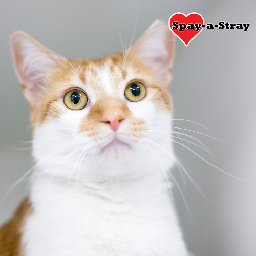 Spay-a-Stay-Campaign-2024