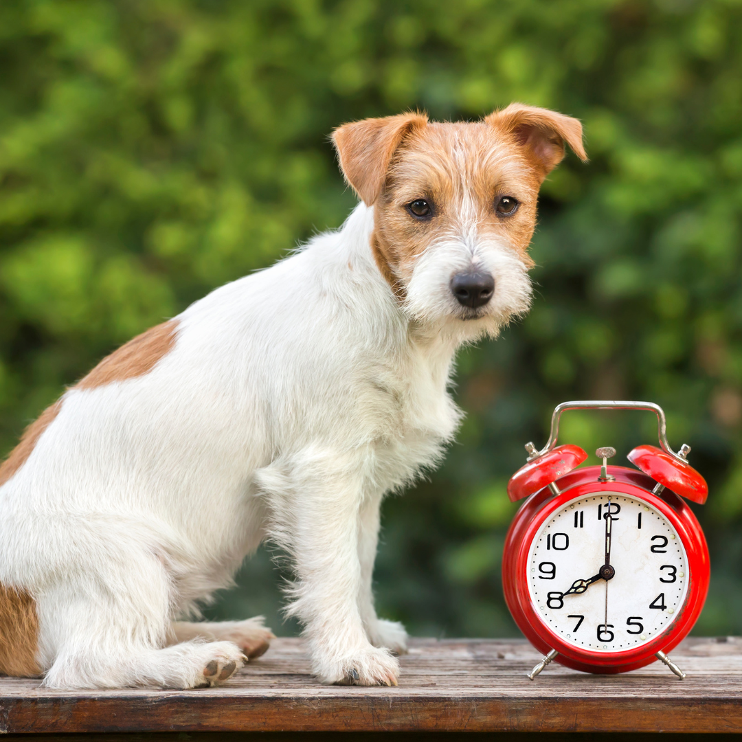 ABVC Clinic Hours Update