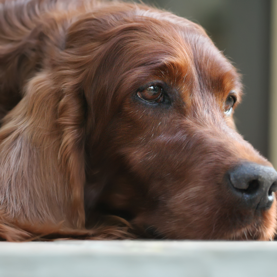Understanding Canine Cognitive Dysfunction (CCD) in Senior Dogs