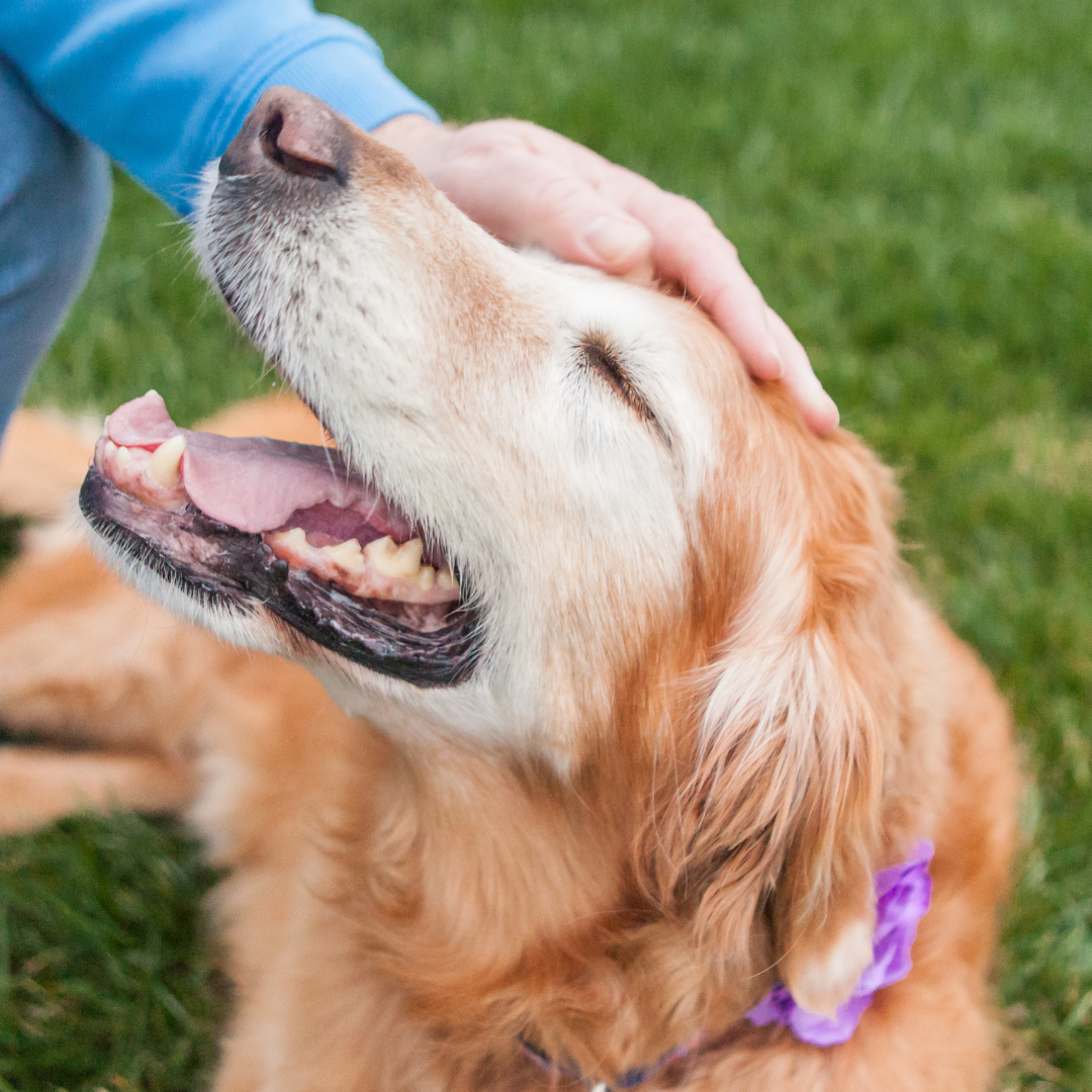The Importance of Dental Care for Senior Pets: A Key to a Healthier Life