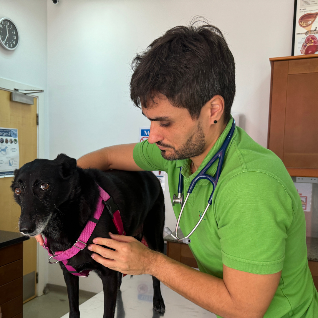 25% Off on Pet Senior Consult