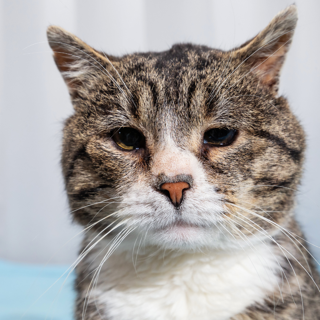 Understanding Vision Loss in Senior Pets: How to Help Your Aging Companion