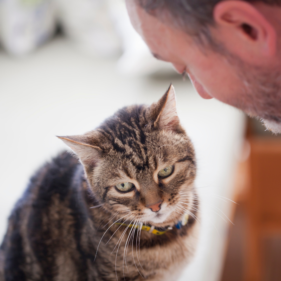 Hearing Loss in Senior Pets: How to Communicate Effectively