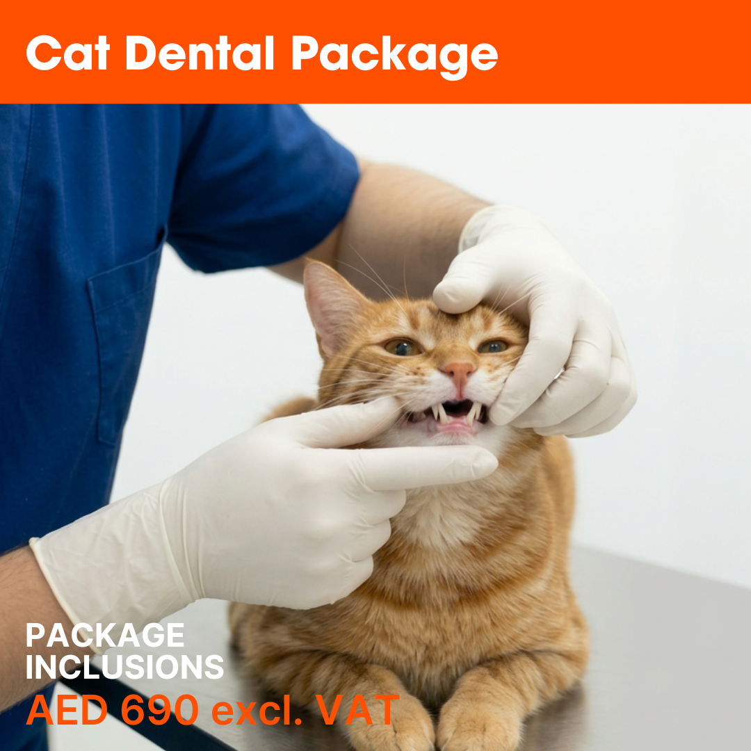 ABVC Cat Dental Package