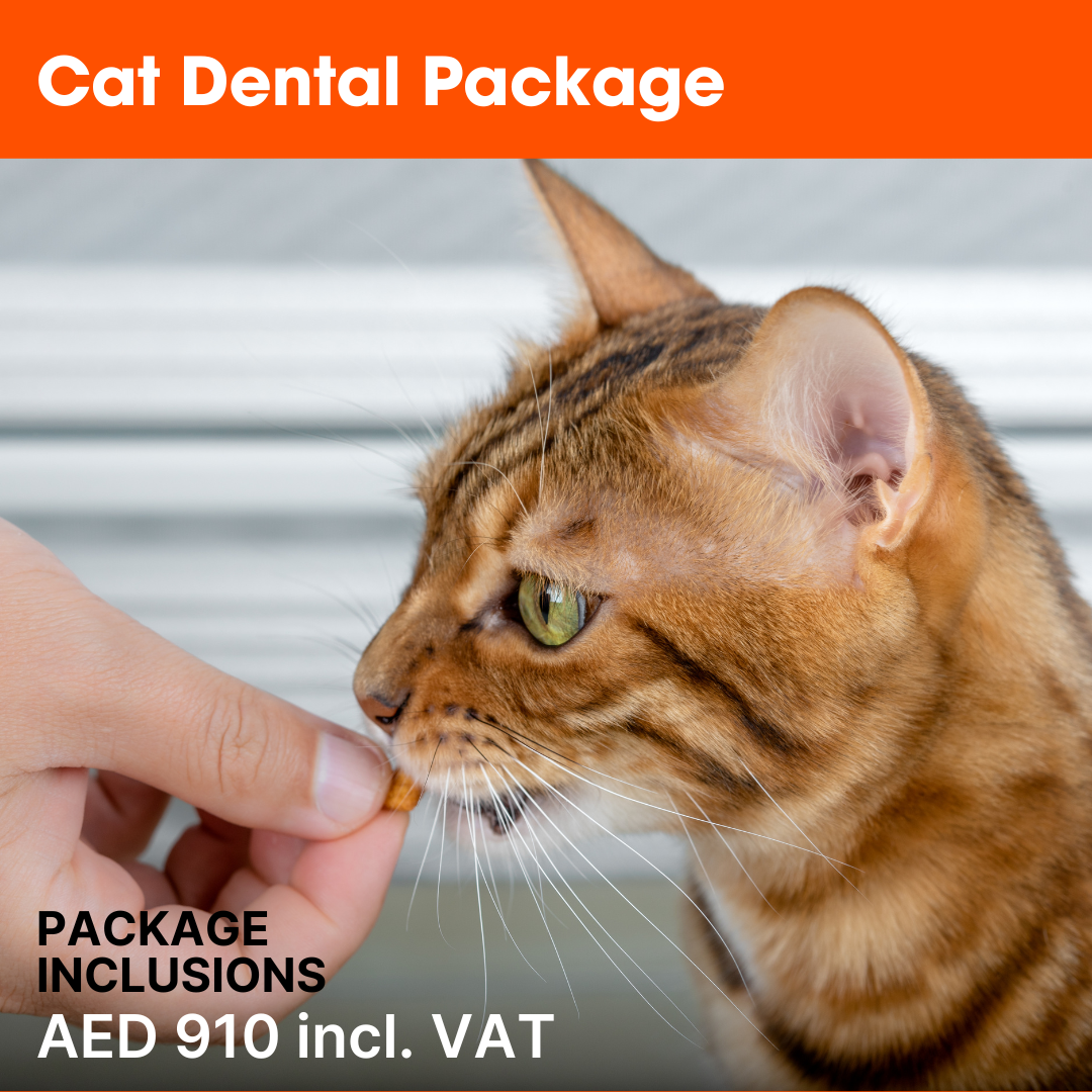 ABVC Cat Dental Package