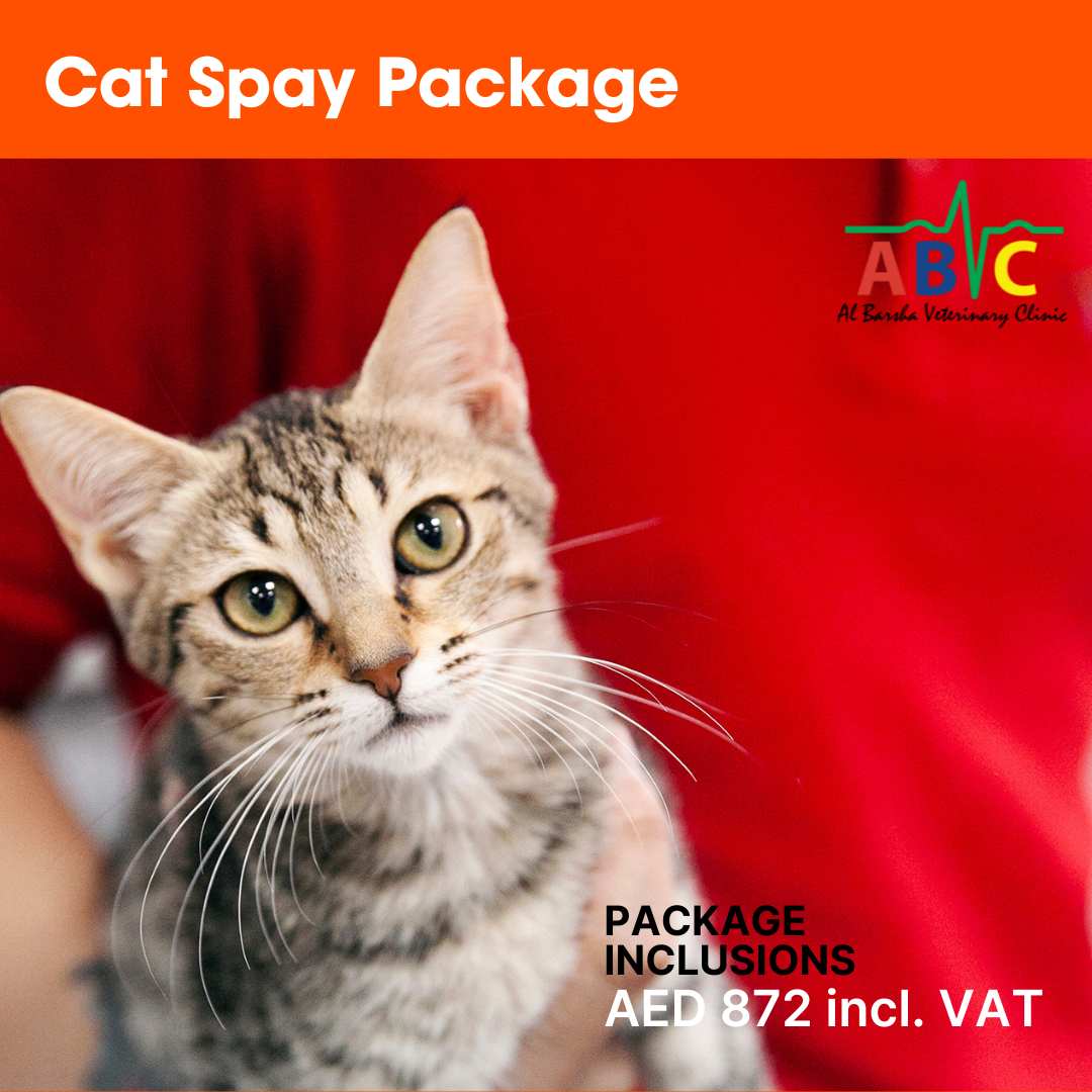 ABVC Cat Spay Package