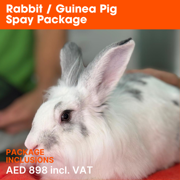 ABVC Rabbit & Guinea Pig Spay Package_slider