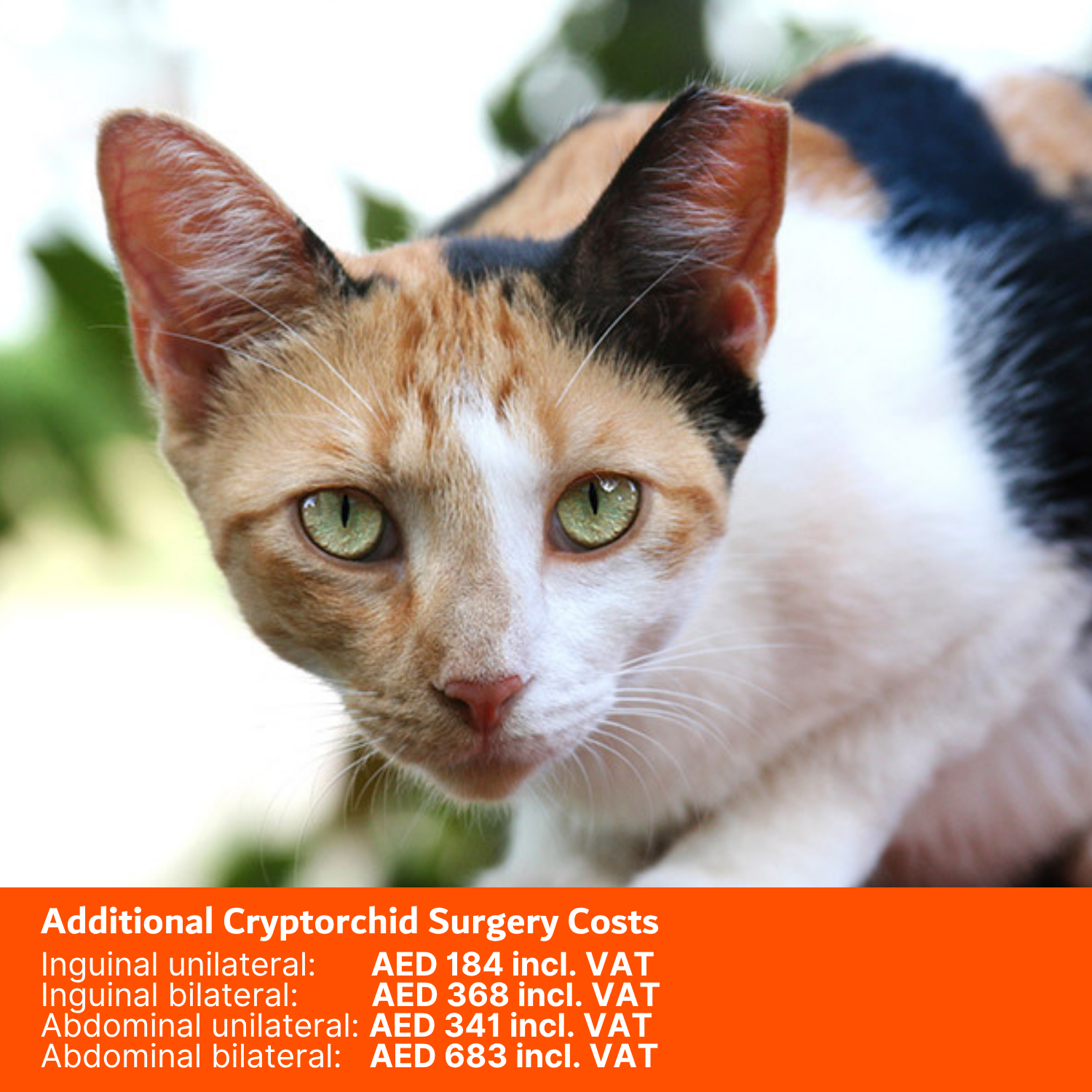Cat Neuter Package_additional