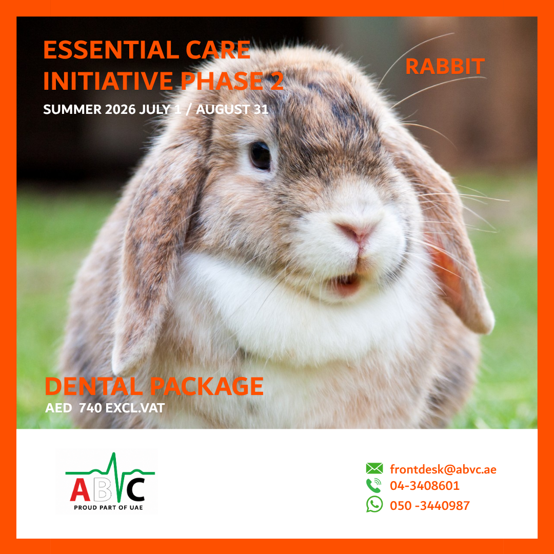ABVC Dental Rabbit Package