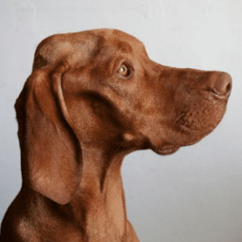 ABVC Pet Renal Health: Understanding Kidney Disease in Pets