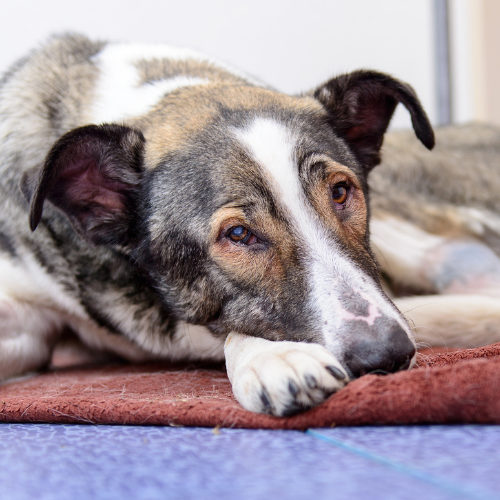 Managing Diabetes and Kidney Disease in Pets