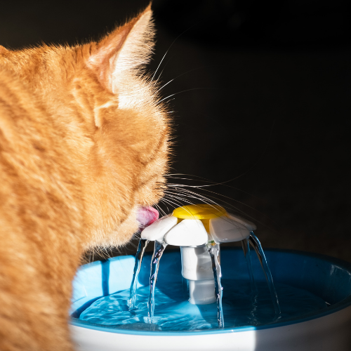 Managing Diabetes and Kidney Disease in Pets