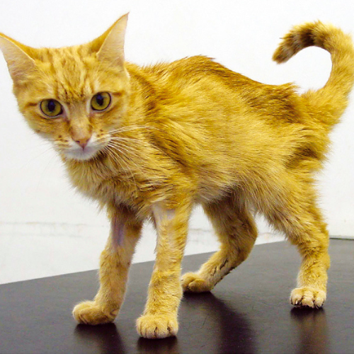 ABVC 21% off Renal Screening