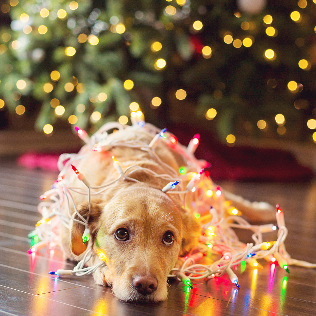 ABVC Pet Holiday Hazard