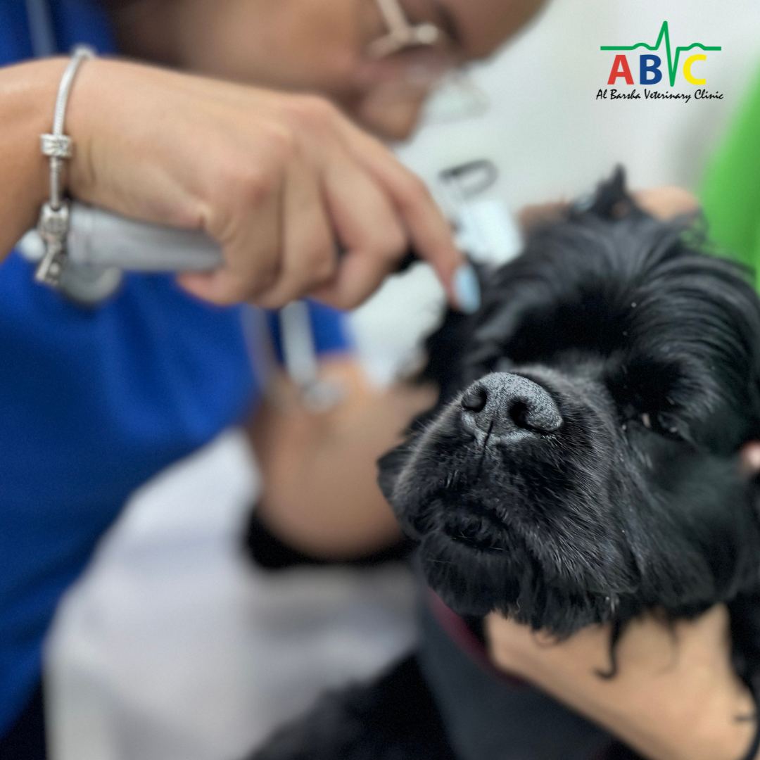 ABVC TECA-LBO in Dogs and Cats