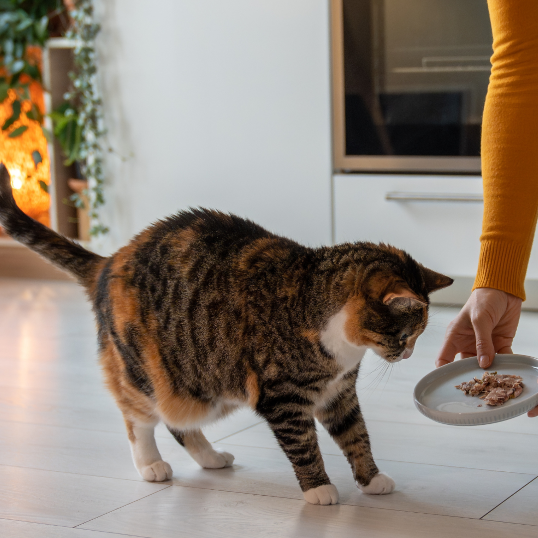 26% Discount on Weight Management Consultation Fee