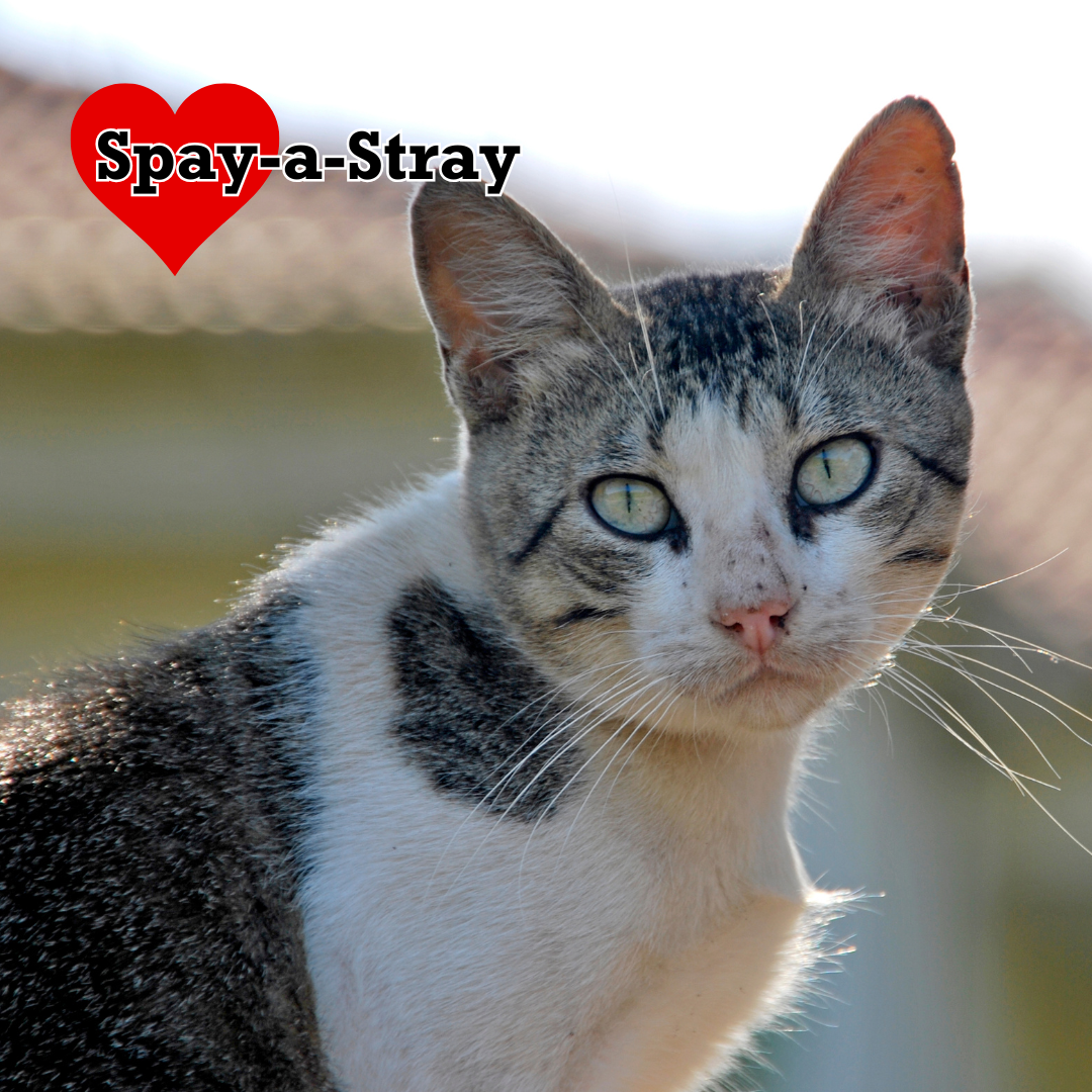 Spay-a-Stray Campaign 2026