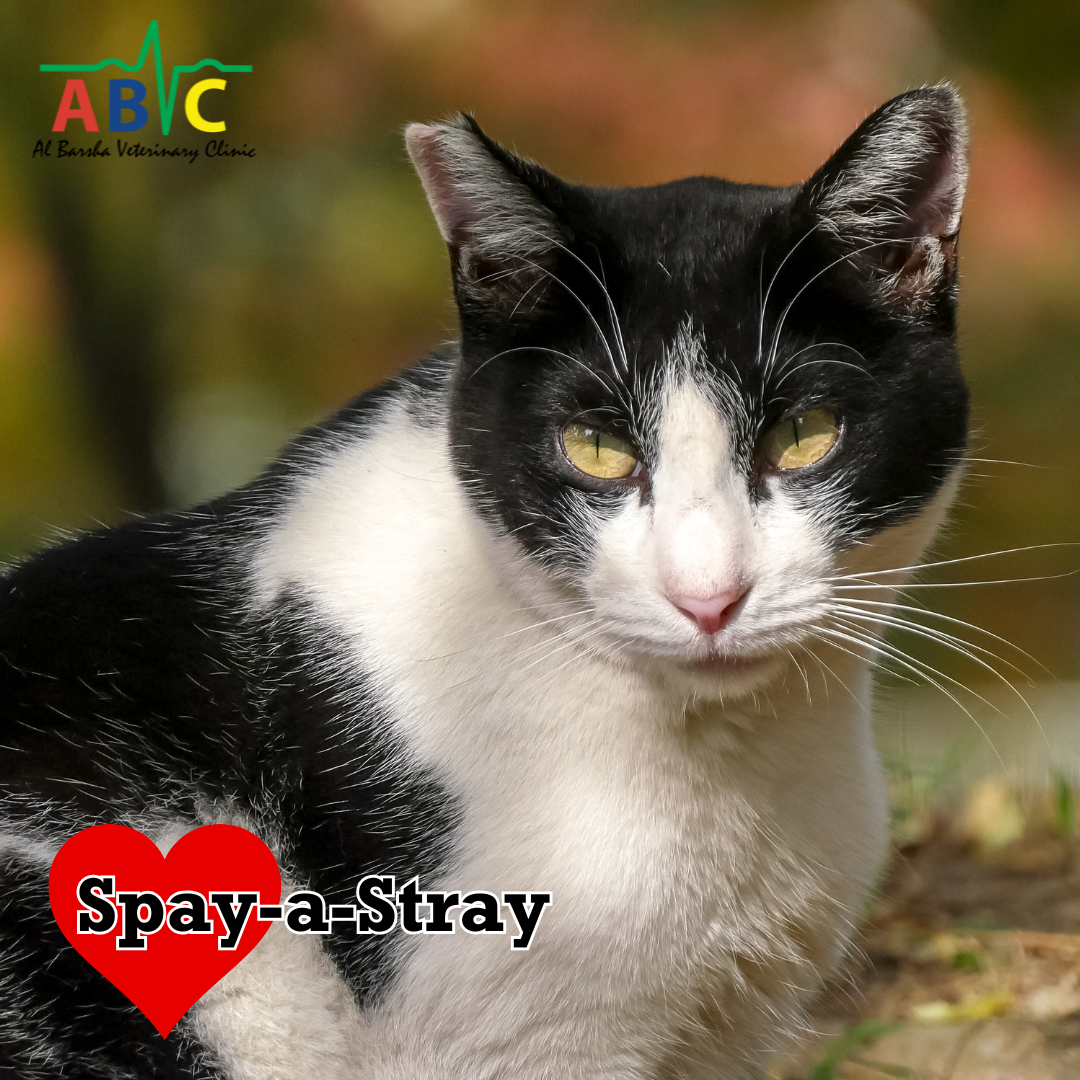 ABVC Stray Support